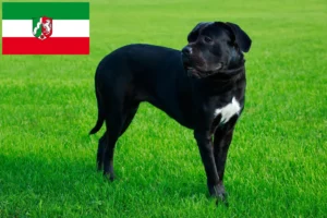 Lee más sobre el artículo Cane Corso Italiano criadores y cachorros en Renania del Norte-Westfalia