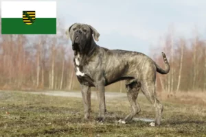 Lee más sobre el artículo Cane Corso Italiano criadores y cachorros en Sajonia