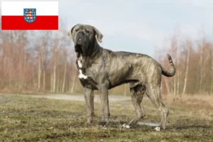 Lee más sobre el artículo Cane Corso Italiano criadores y cachorros en Turingia