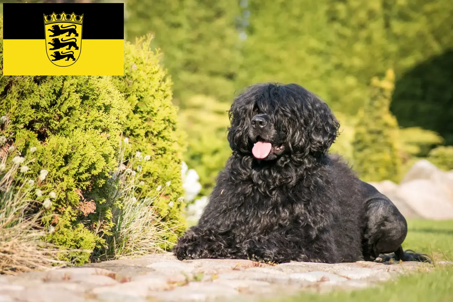 Lee más sobre el artículo Cão de Agua português criadores y cachorros en Baden-Württemberg