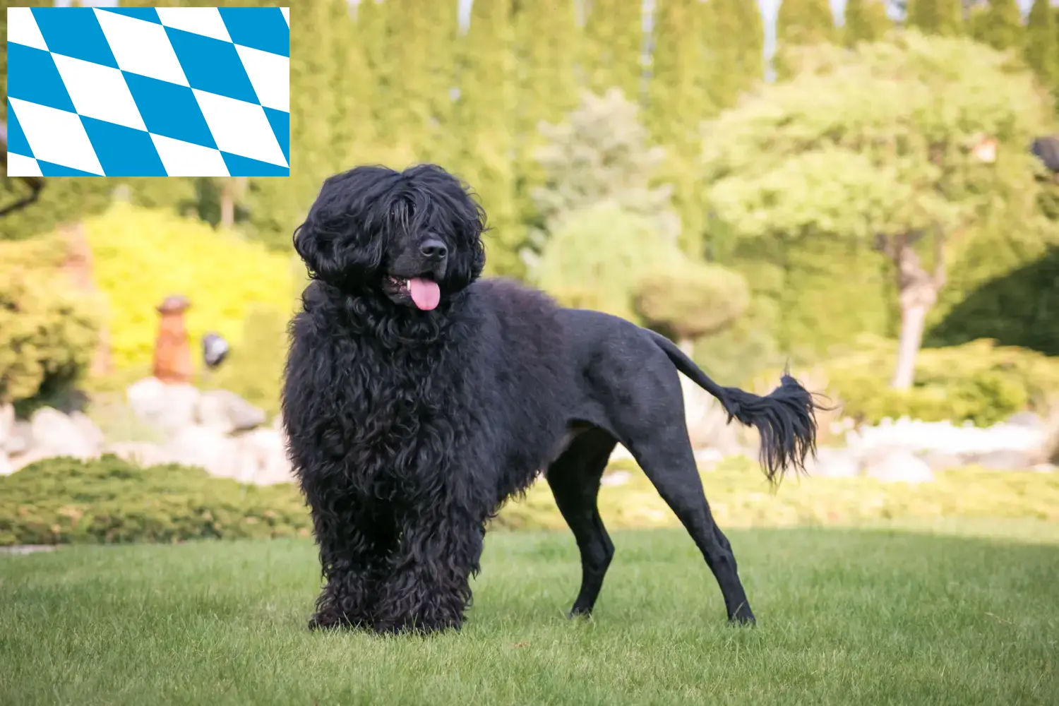 Lee más sobre el artículo Cão de Agua português criadores y cachorros en Baviera