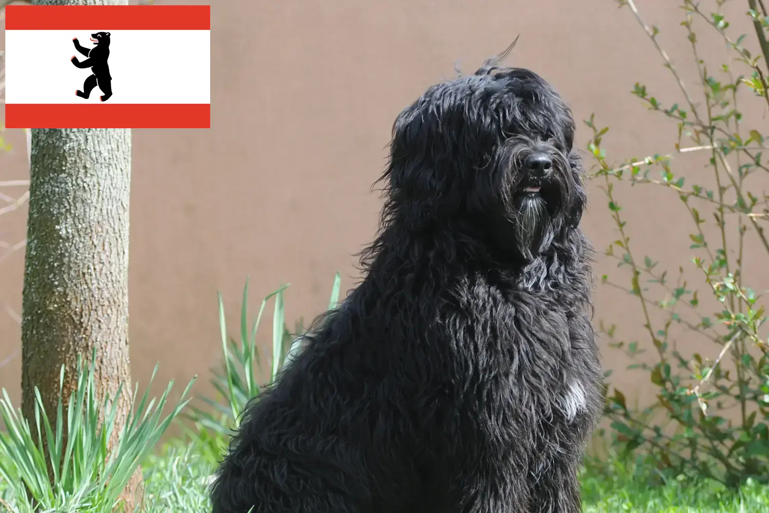 Lee más sobre el artículo Cão de Agua português criadores y cachorros en Berlín