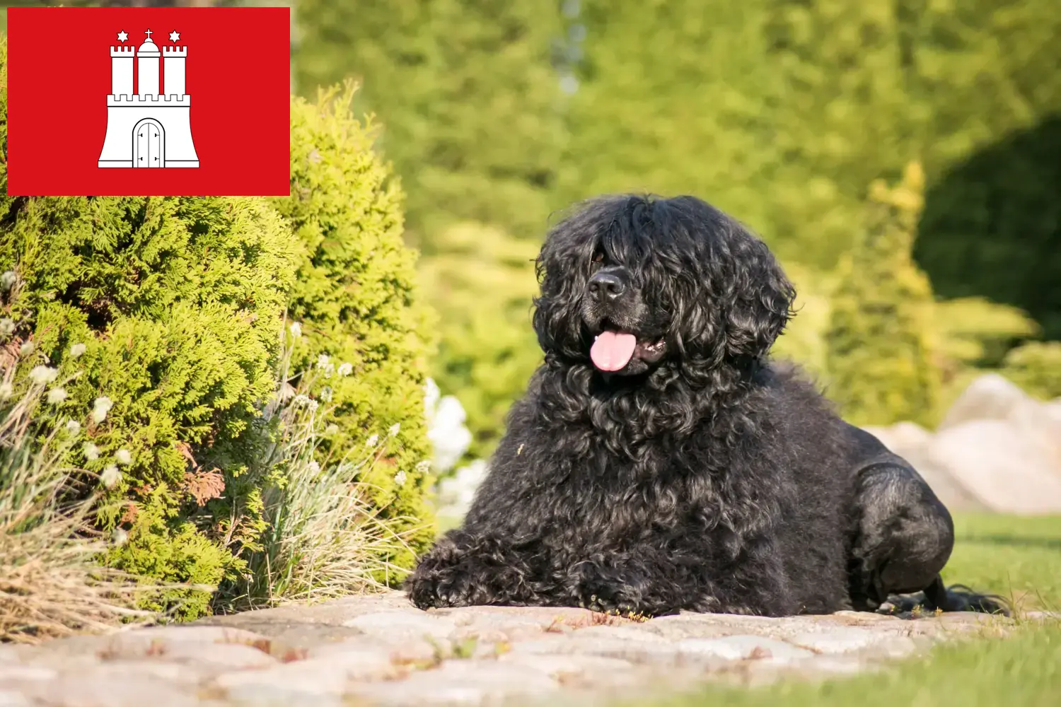 Lee más sobre el artículo Cão de Agua português criadores y cachorros en Hamburgo