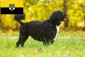 Lee más sobre el artículo Criadores y cachorros de Cão de Agua português en Sajonia-Anhalt