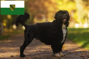 Lee más sobre el artículo Cão de Agua português criadores y cachorros en Sajonia