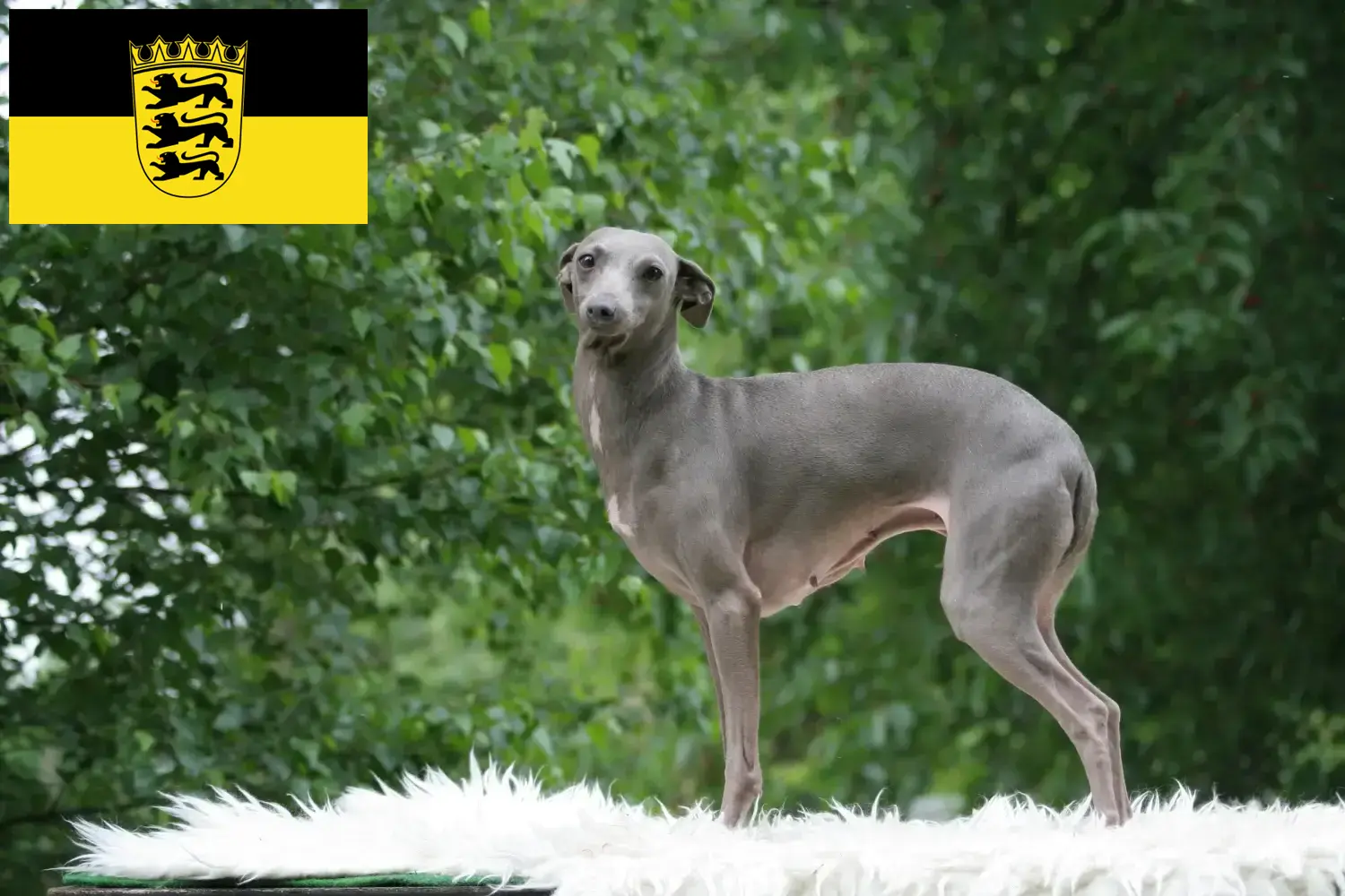 Lee más sobre el artículo Criadores de carillones de viento italianos y cachorros en Baden-Wurtemberg