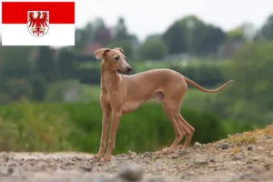 Lee más sobre el artículo Criadores de carillón de viento italiano y cachorros en Brandeburgo