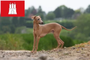 Lee más sobre el artículo Criador de carillón de viento italiano y cachorros en Hamburgo