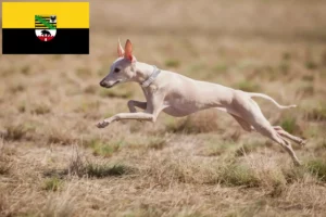 Lee más sobre el artículo Criadores de carillones de viento italianos y cachorros en Sajonia-Anhalt