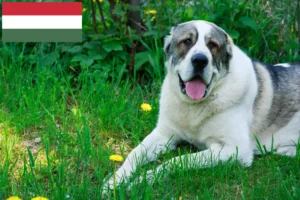 Lee más sobre el artículo Criador de perros de pastor de Asia Central y cachorros en Hungría