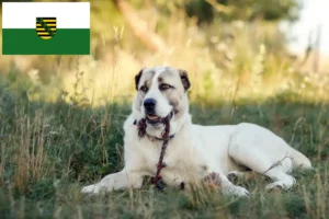 Lee más sobre el artículo Criador de perros pastores de Asia Central y cachorros en Sajonia