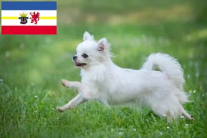 Lee más sobre el artículo Criadores de chihuahua y cachorros en Mecklemburgo-Pomerania Occidental