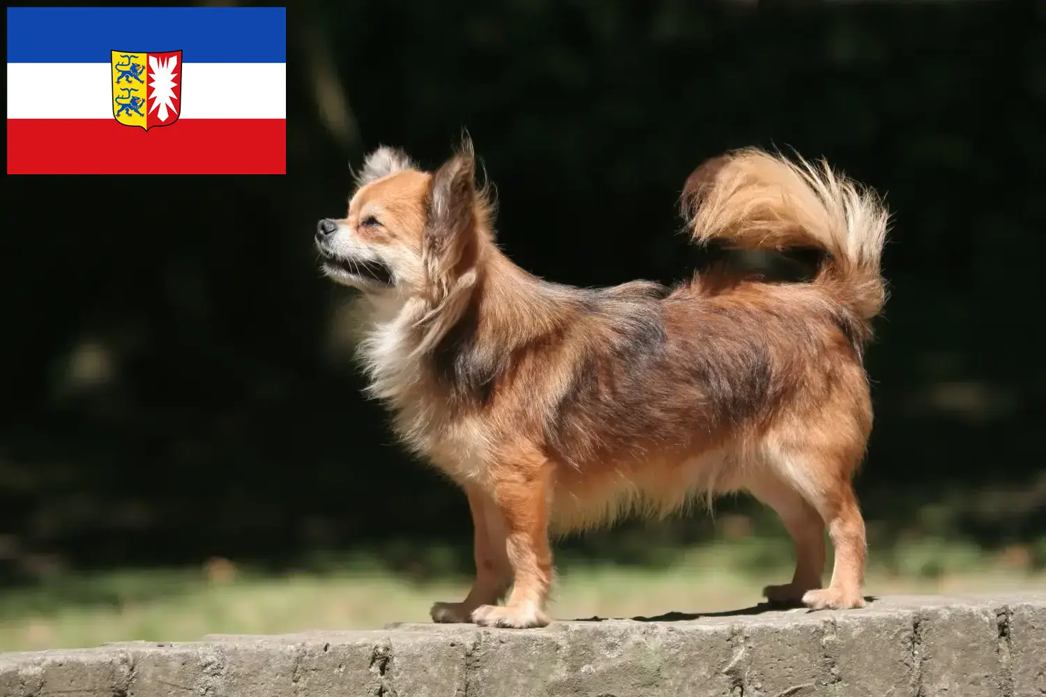 Lee más sobre el artículo Criadores de chihuahua y cachorros en Schleswig-Holstein