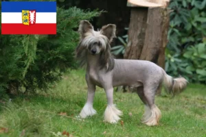Lee más sobre el artículo Criadores de Perros Crestado Chino y cachorros en Schleswig-Holstein