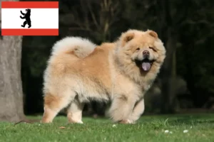 Lee más sobre el artículo Criadores de Chow-Chow y cachorros en Berlín