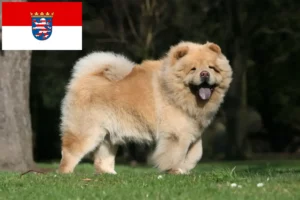 Lee más sobre el artículo Criadores de Chow-Chow y cachorros en Hessen