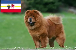 Lee más sobre el artículo Criadores de Chow-Chow y cachorros en Mecklemburgo-Pomerania Occidental