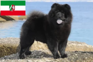 Lee más sobre el artículo Criadores de Chow-Chow y cachorros en Renania del Norte-Westfalia