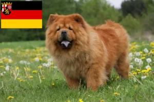 Lee más sobre el artículo Criadores de Chow-Chow y cachorros en Renania-Palatinado