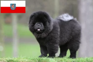 Lee más sobre el artículo Criadores de Chow-Chow y cachorros en Turingia