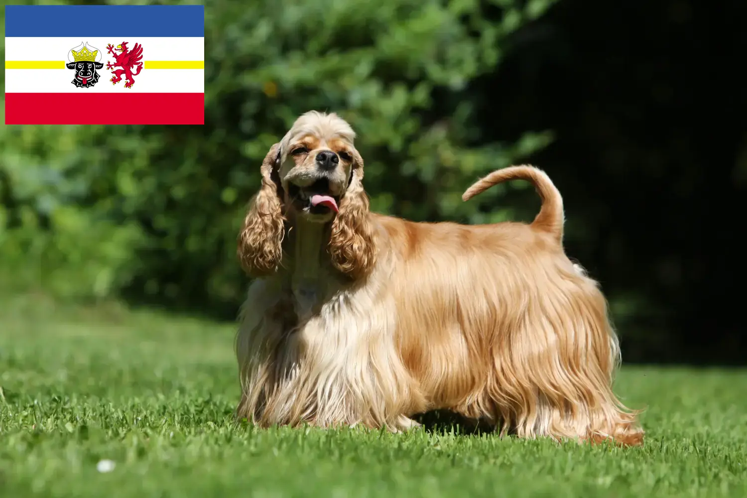 Lee más sobre el artículo Criadores de Cocker Spaniel Americano y cachorros en Mecklemburgo-Pomerania Occidental