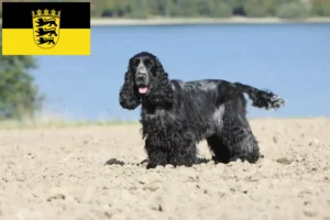 Lee más sobre el artículo Criadores de Cocker Spaniel Inglés y cachorros en Baden-Württemberg