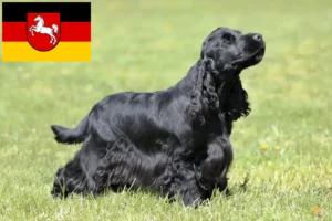 Lee más sobre el artículo Criadores de Cocker Spaniel Inglés y cachorros en Baja Sajonia