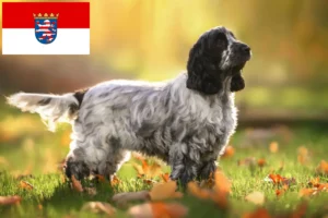 Lee más sobre el artículo Criadores de Cocker Spaniel Inglés y cachorros en Hessen