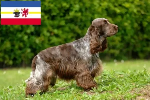 Lee más sobre el artículo Criadores de Cocker Spaniel Inglés y cachorros en Mecklemburgo-Pomerania Occidental