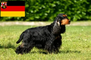 Lee más sobre el artículo Criadores de Cocker Spaniel Inglés y cachorros en Renania-Palatinado