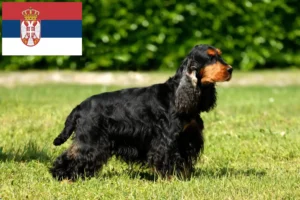 Lee más sobre el artículo Criadores de Cocker Spaniel Inglés y cachorros en Serbia