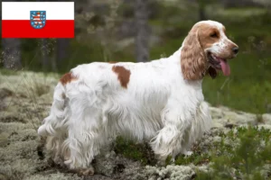 Lee más sobre el artículo Criadores de Cocker Spaniel Inglés y cachorros en Turingia