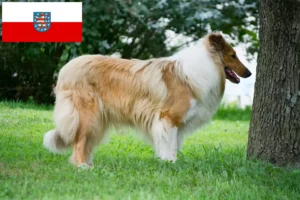 Lee más sobre el artículo Criadores de Collie y cachorros en Turingia