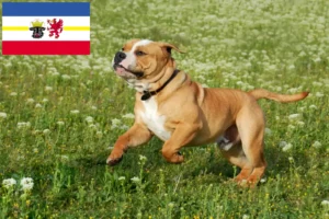 Lee más sobre el artículo Criadores de Bulldog Continental y cachorros en Mecklemburgo-Pomerania Occidental