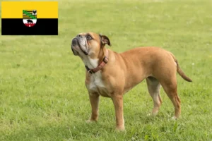 Lee más sobre el artículo Criadores de Bulldog Continental y cachorros en Sajonia-Anhalt