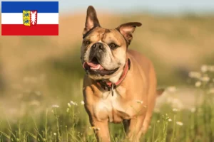 Lee más sobre el artículo Criadores de Bulldog Continental y cachorros en Schleswig-Holstein