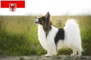 Lee más sobre el artículo Criador de Spaniel Enano Continental y Cachorros en Brandenburgo