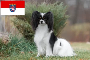 Lee más sobre el artículo Continental Dwarf Spaniel Criador y Cachorros en Hessen