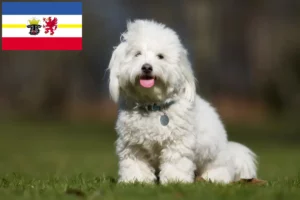 Lee más sobre el artículo Criadores y cachorros de Coton de Tuléar en Mecklemburgo-Pomerania Occidental