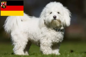 Lee más sobre el artículo Criadores y cachorros de Coton de Tuléar en Renania-Palatinado