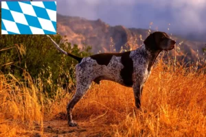 Lee más sobre el artículo Criadores y cachorros de pelo corto alemán en Baviera