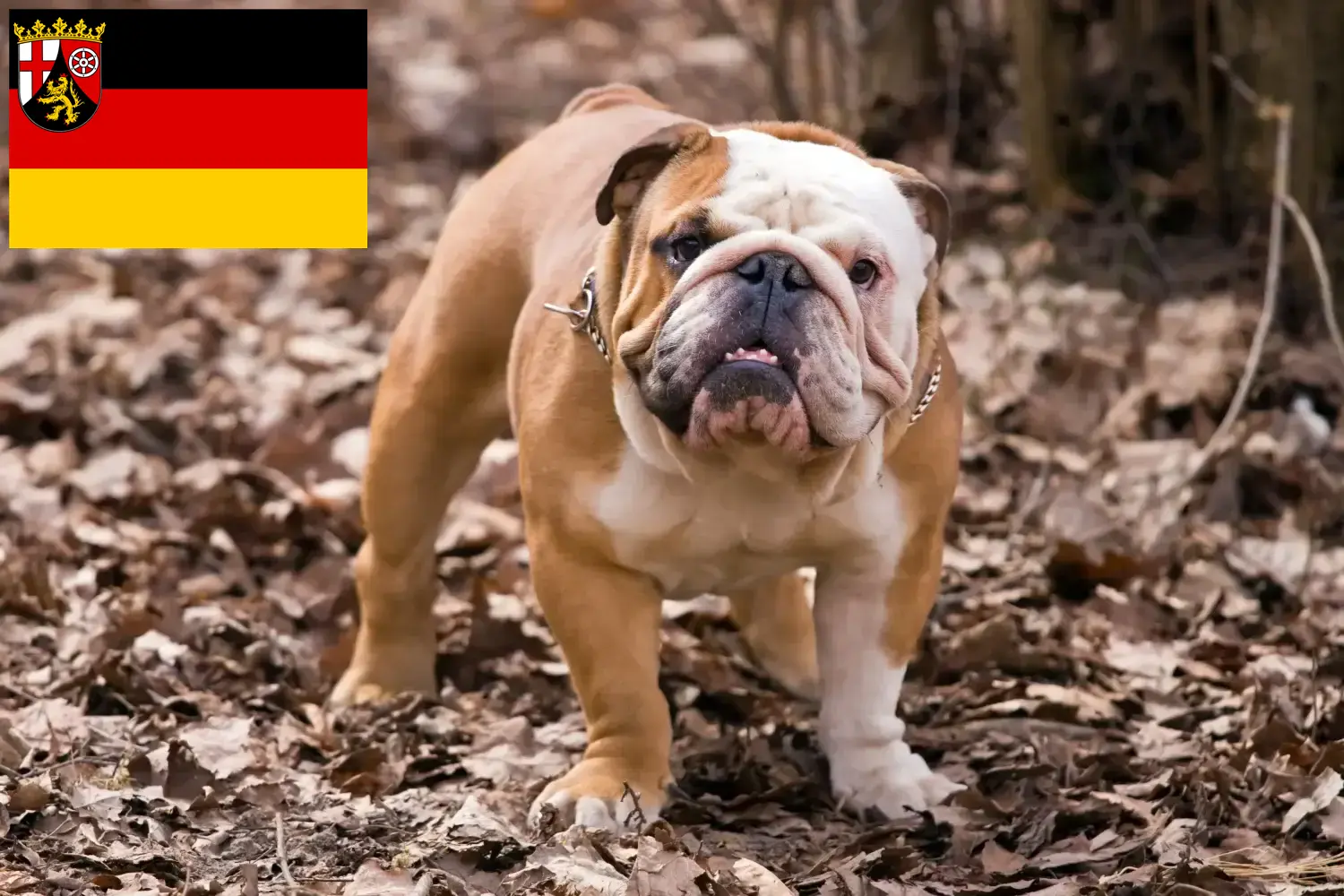 Lee más sobre el artículo Criadores de Bulldog Inglés y cachorros en Renania-Palatinado