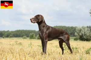 Lee más sobre el artículo Criadores y cachorros de pelo corto alemán en Baja Sajonia