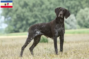 Lee más sobre el artículo Criadores de pelo corto alemán y cachorros en Mecklemburgo-Pomerania Occidental