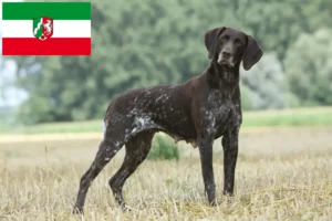 Lee más sobre el artículo Criadores de pelo corto alemán y cachorros en Renania del Norte-Westfalia