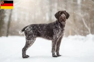 Lee más sobre el artículo Deutsch Drahthaar criadores y cachorros en Renania-Palatinado