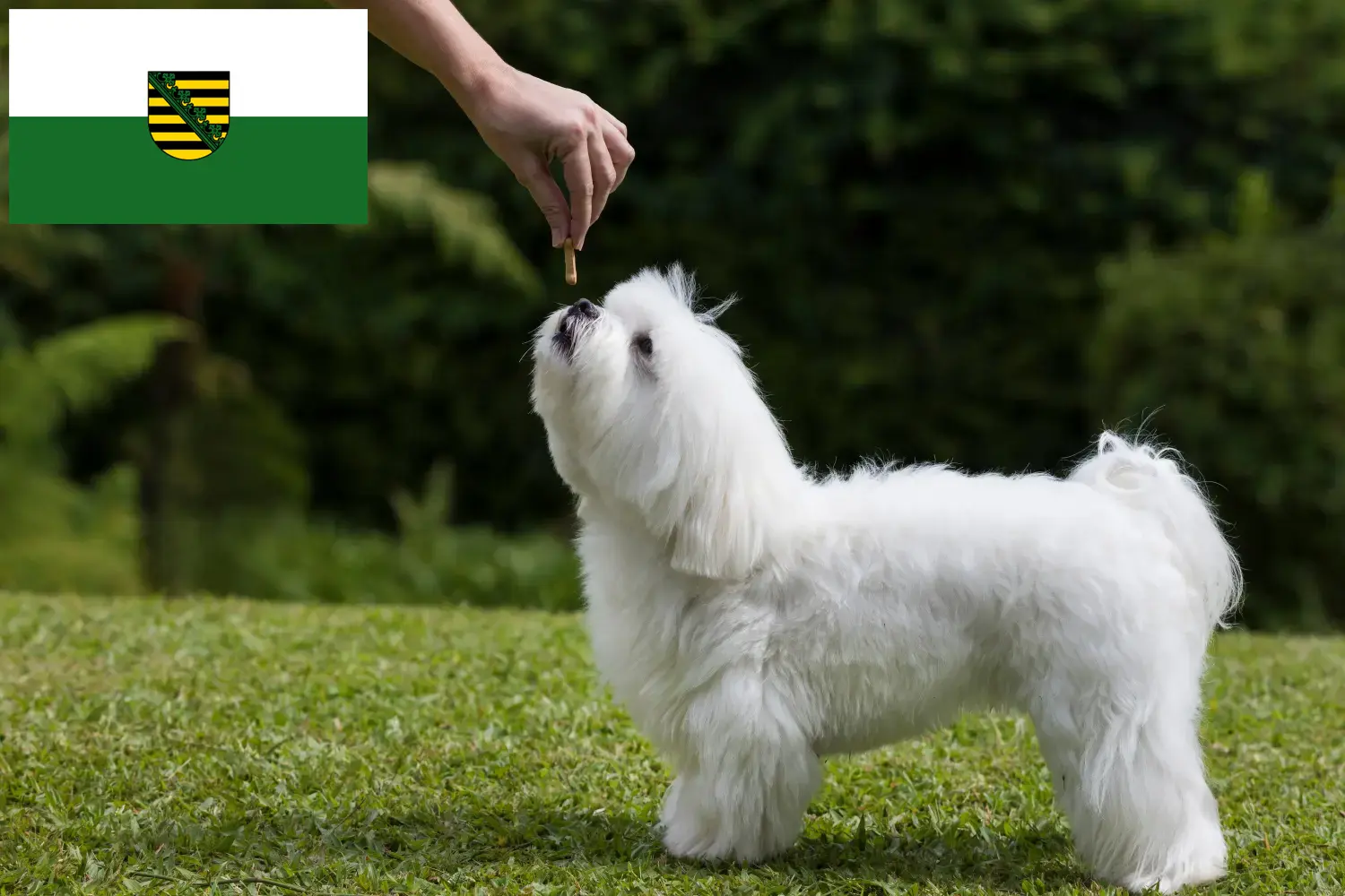 Lee más sobre el artículo Criadores de malteses y cachorros en Sajonia