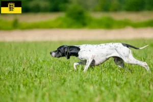 Lee más sobre el artículo Criadores de Pointer inglés y cachorros en Baden-Württemberg