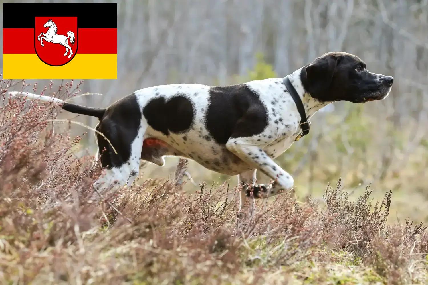 Lee más sobre el artículo Criadores de Pointer inglés y cachorros en Baja Sajonia