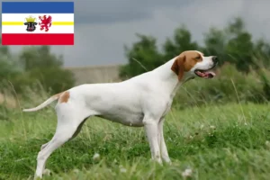 Lee más sobre el artículo Criadores de Pointer inglés y cachorros en Mecklemburgo-Pomerania Occidental